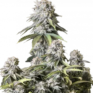 Orange Sherbet FF Feminisierte Samen