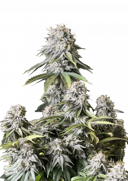 Orange Sherbet FF Feminisierte Samen