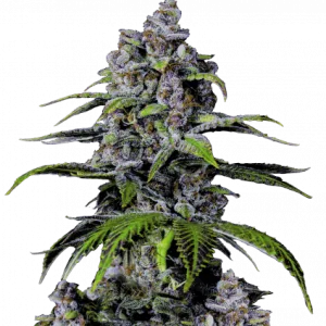 Purple Lemonade FF Fast