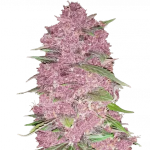 Purple Lemonade Auto Automatik Samen