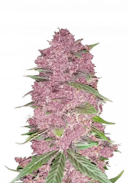 Purple Lemonade Auto
