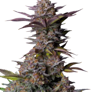 Tropicana Cookies FF Feminisierte Samen
