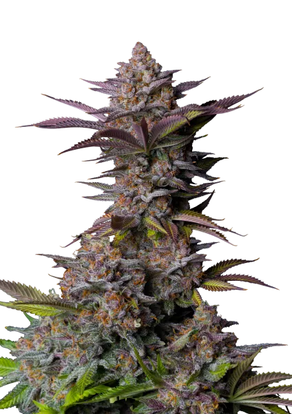 Tropicana Cookies FF Semi Femminizzati