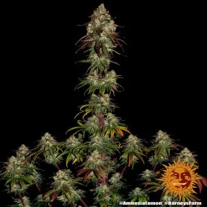 Amnesia Lemon (Cup Winner)
