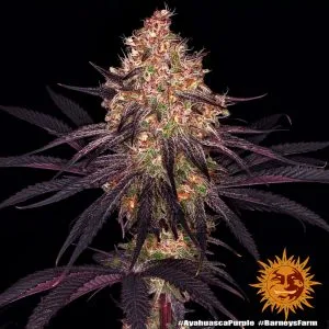 Ayahuasca Purple (Cup Winner)