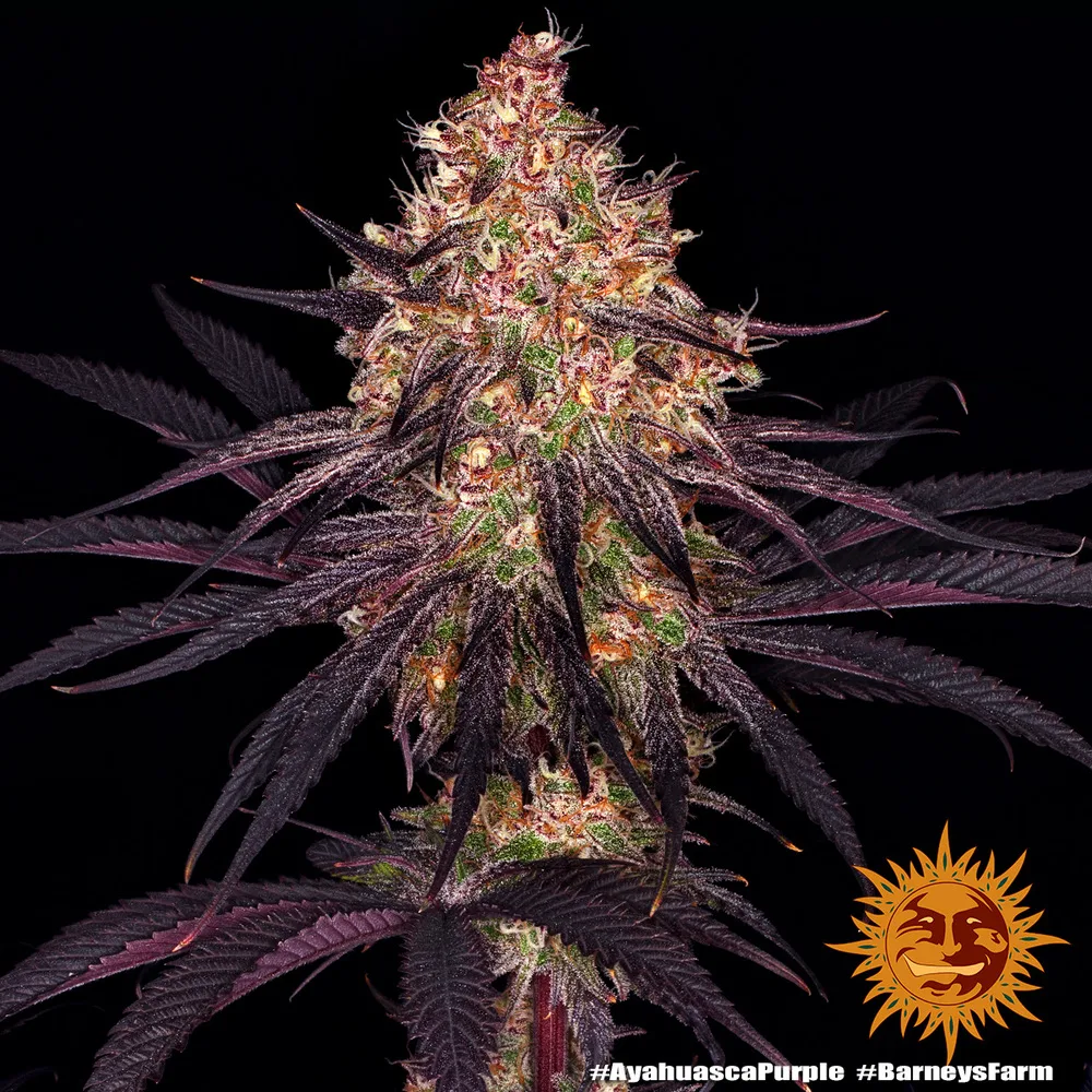 Ayahuasca Purple (Cup Winner)