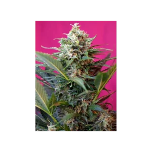 Big Devil XL Auto® (Cup Winner)