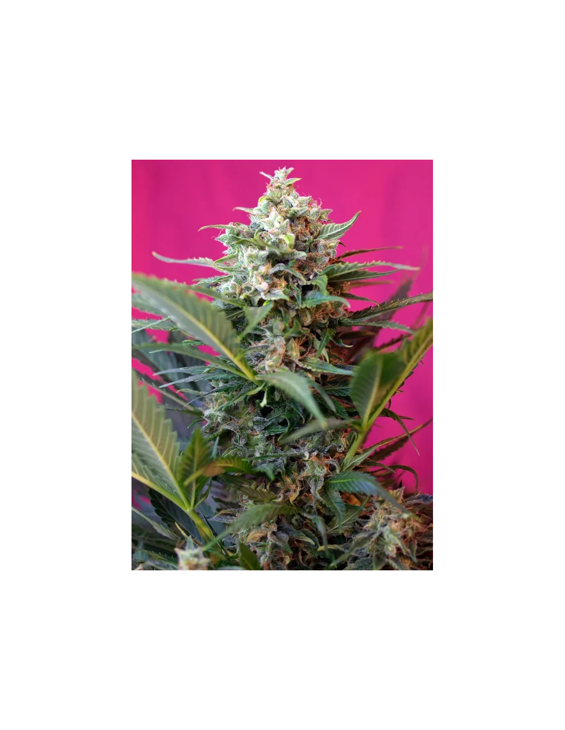 Big Devil XL® (Cup Winner) Semillas autoflorecientes