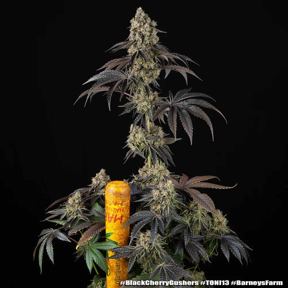 Black Cherry Gushers (USA)