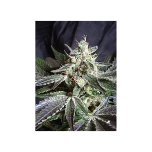 Black Jack® (Cup Winner)