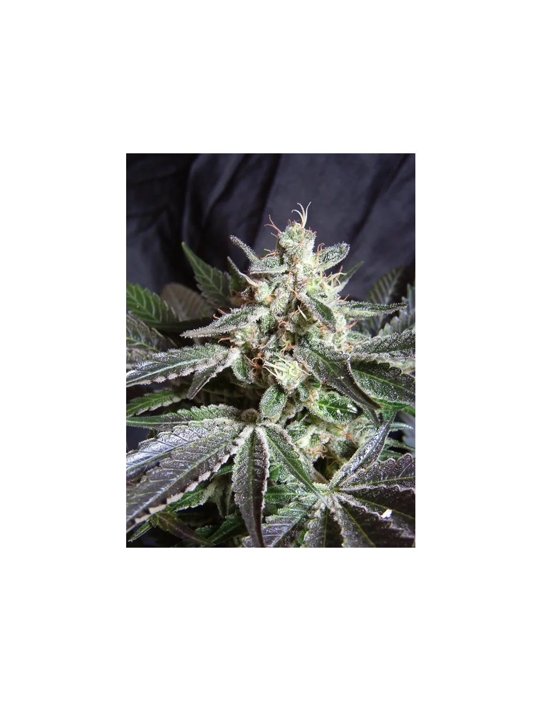 Black Jack® (Cup Winner)