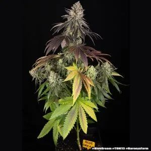 Blue Dream (USA) (Cup Winner)
