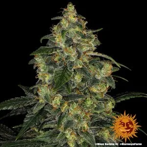 Blue Gelato 41 (USA)