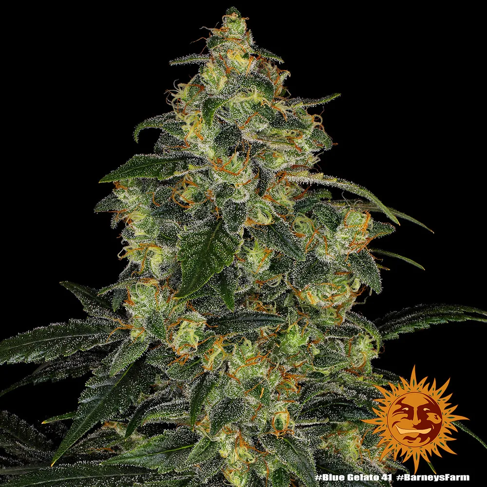 Blue Gelato 41 (USA)