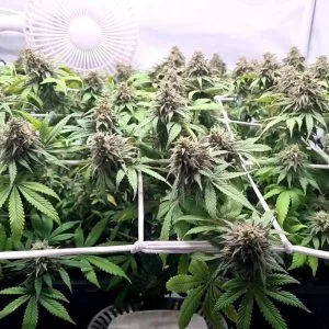 CBD Charlotte's Angel (Cup Winner)