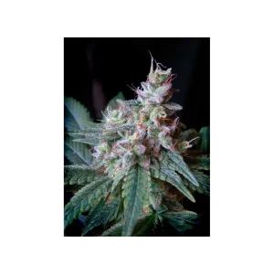 Cream Caramel® (Cup Winner)