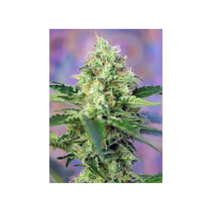 Crystal Candy® (Cup Winner)