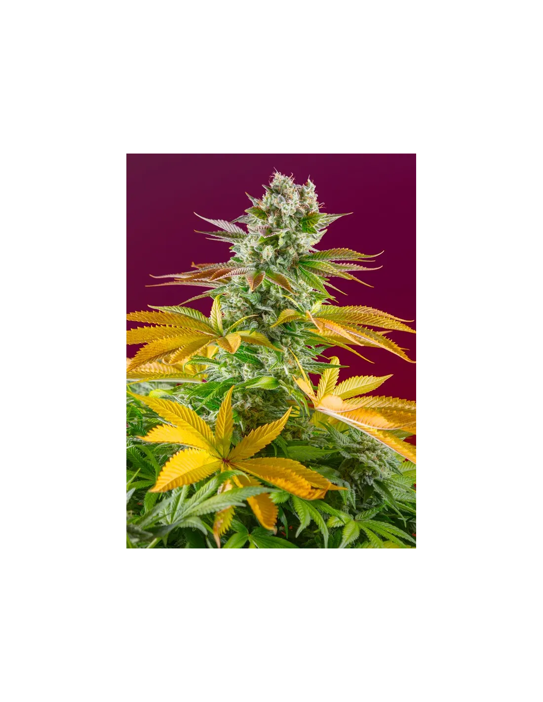 Gorilla Girl F1 Fast Version® (USA) Semillas feminizadas