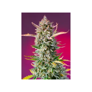 Gorilla Sherbet F1 Fast Version® (USA)