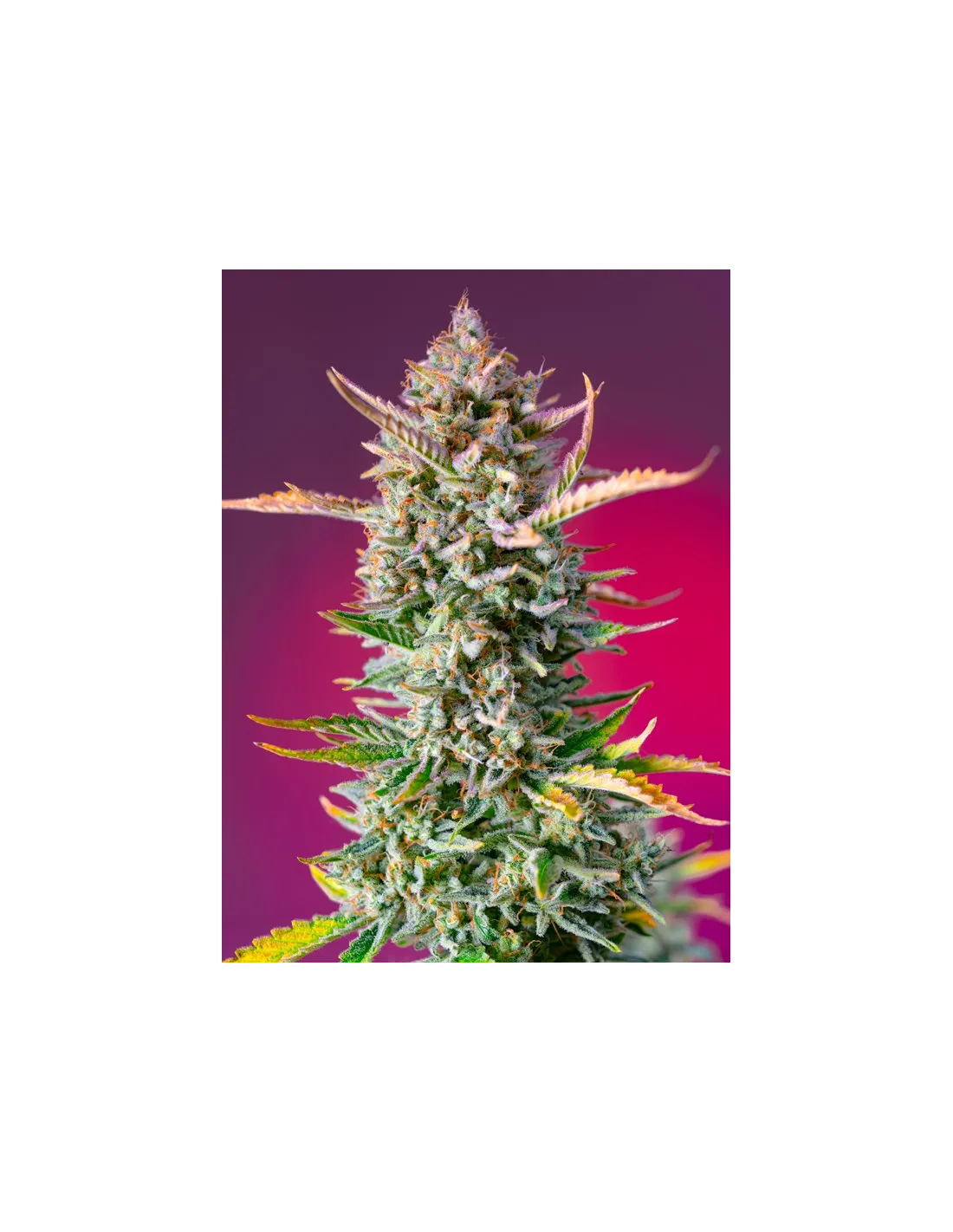 Gorilla Sherbet F1 Fast Version® (USA) Semillas feminizadas