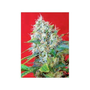 Green Poison® (Cup Winner) Semillas feminizadas