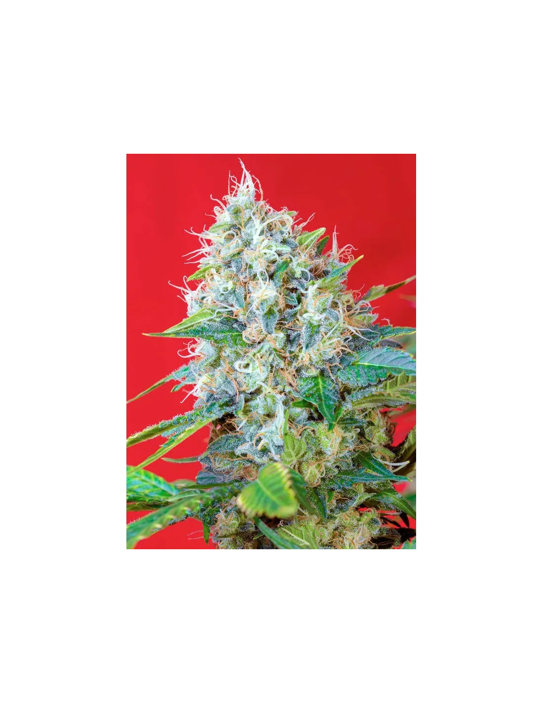 Green Poison® (Cup Winner)