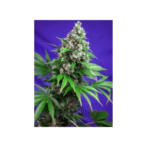 Killer Kush F1 Fast Version® (USA) (Cup Winner)