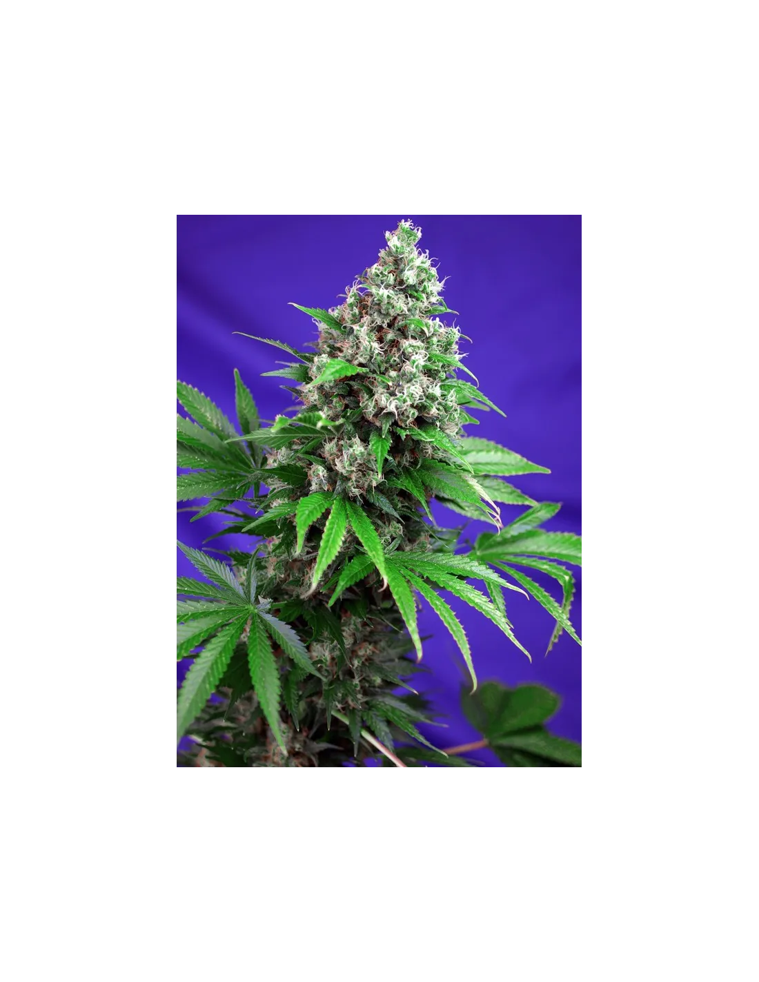 Killer Kush F1 Fast Version® (USA) (Cup Winner) Feminisierte Samen