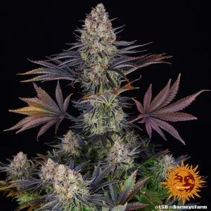 LSD (Cup Winner)