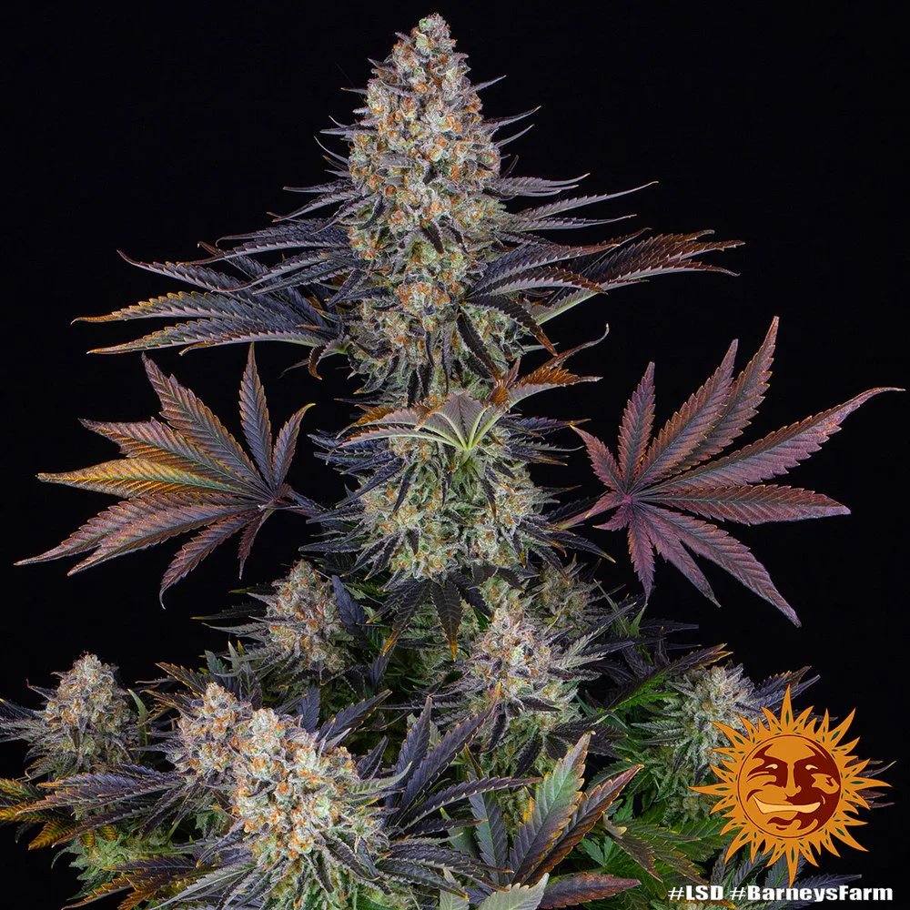 LSD (Cup Winner)