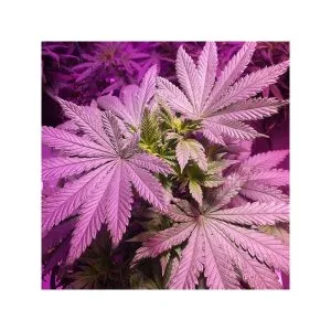 Master Kush (Cup Winner)