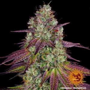 Mimosa Evo (USA)