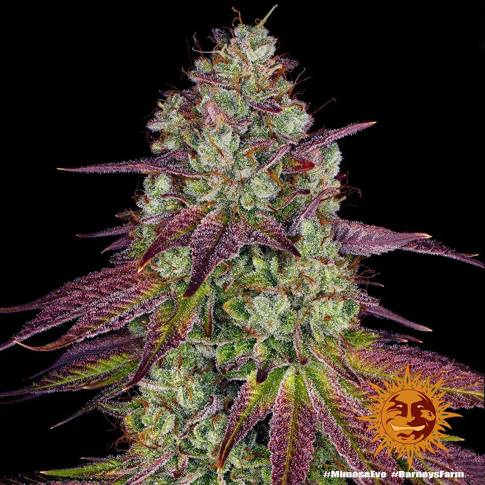 Mimosa Evo (USA)