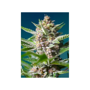 Purple Punch OG® (USA)