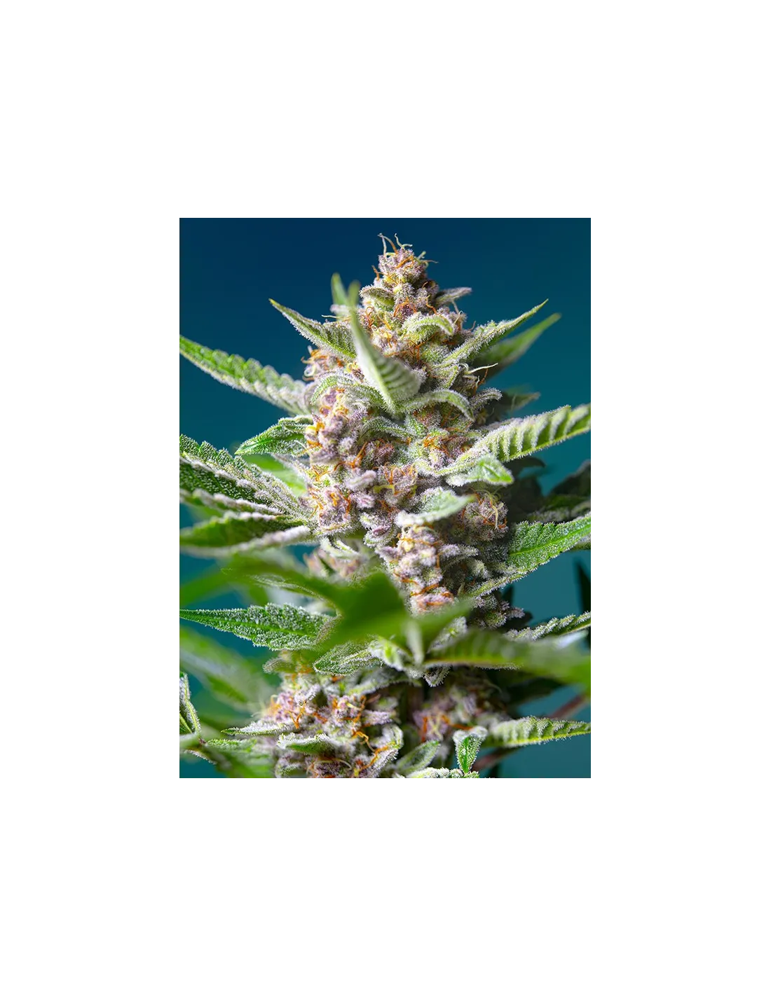 Purple Punch OG® (USA)