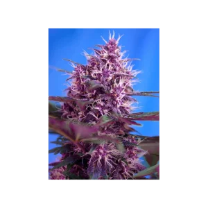 Red Poison Auto® (Cup Winner)
