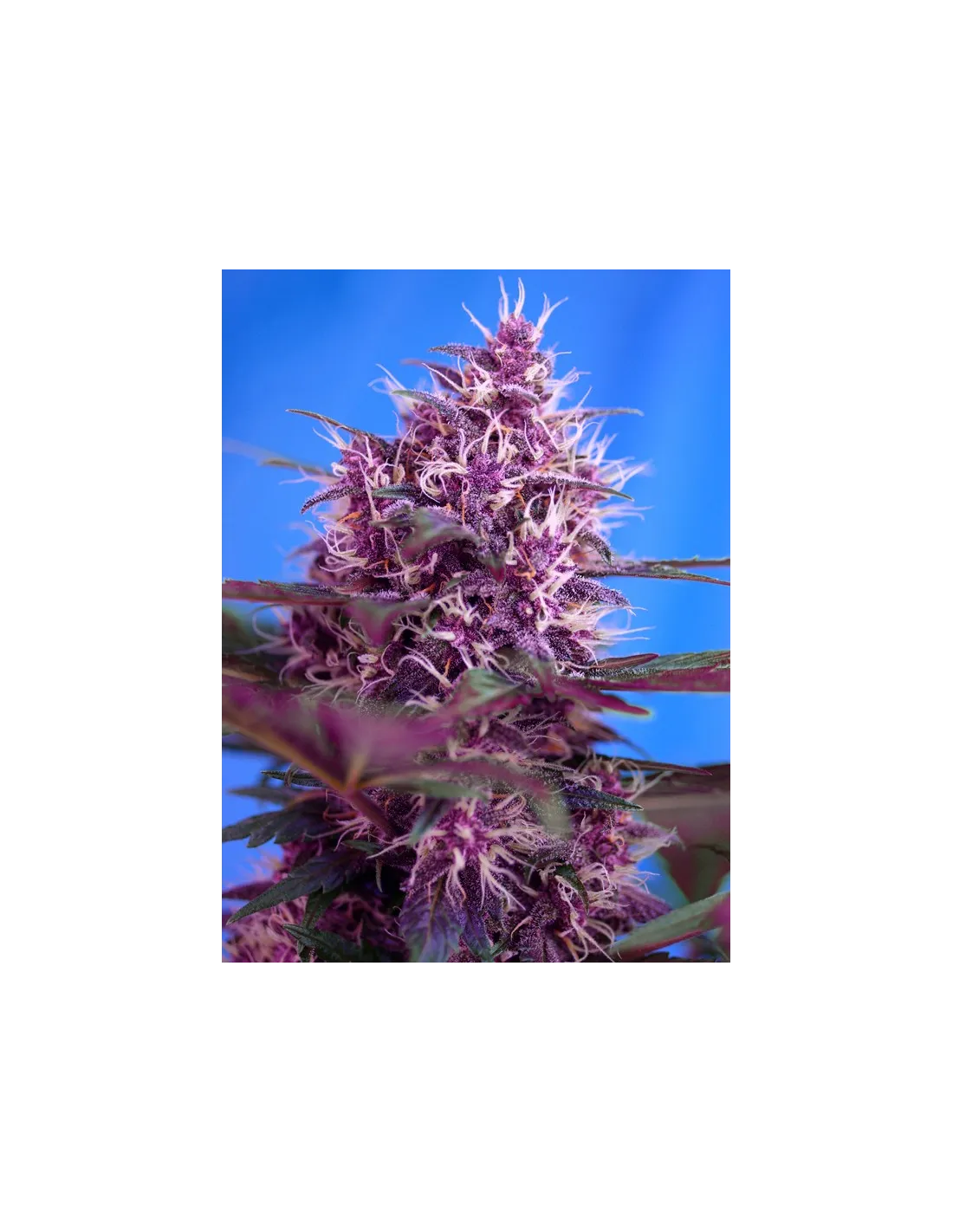 Red Poison Auto® (Cup Winner) Sementes Autoflorescentes