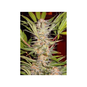 S.A.D. Sweet Afgani Delicious S1® (Cup Winner)