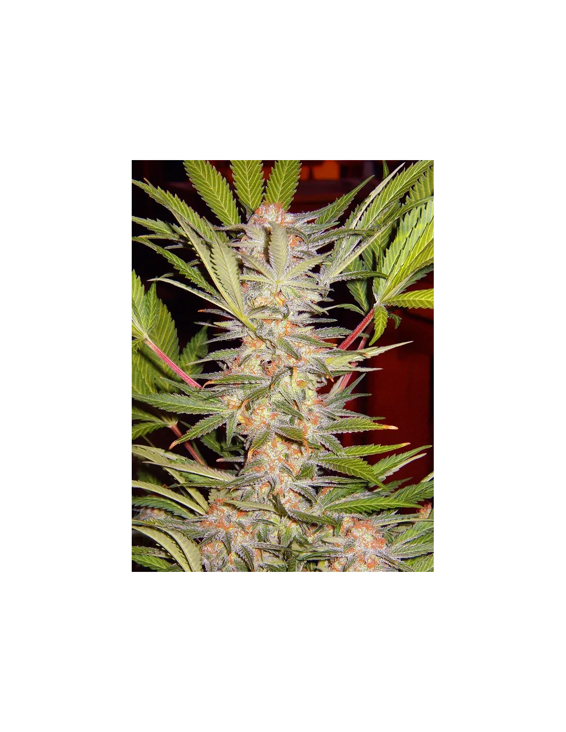 S.A.D. Sweet Afgani Delicious S1® (Cup Winner) Semillas feminizadas