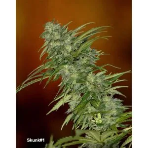 Skunk #1 (Cup Winner) Semillas regulares