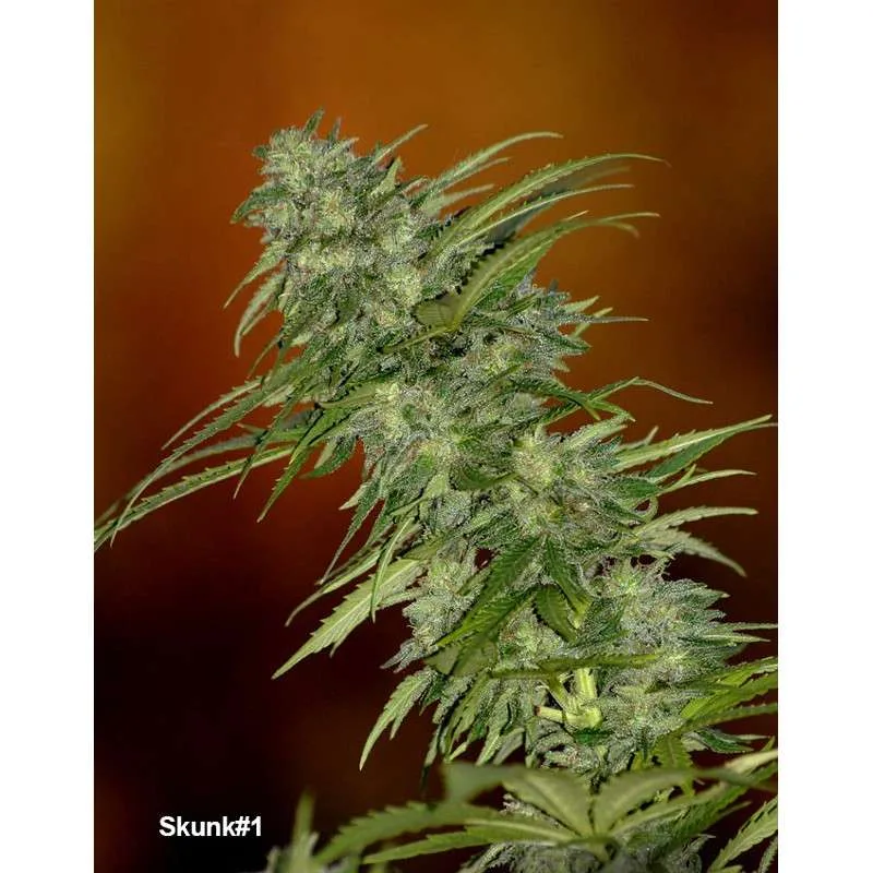 Skunk #1 (Cup Winner)