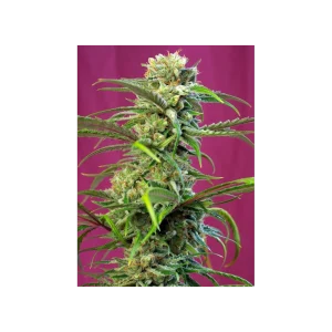 Sweet Tai® (Cup Winner) Feminisierte Samen