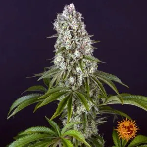 Tropicanna Banana (USA) (Cup Winner)