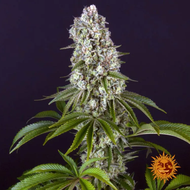 Tropicanna Banana (USA) (Cup Winner) Nasiona feminizowane