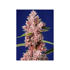 Tropicanna Poison F1 Fast Version® (USA) (Cup Winner) Nasiona feminizowane