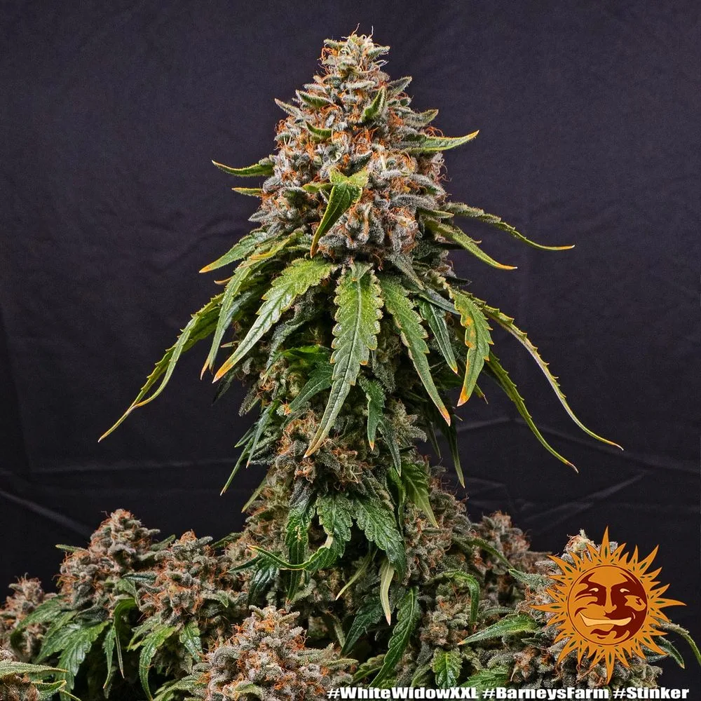 White Widow XXL Semillas feminizadas